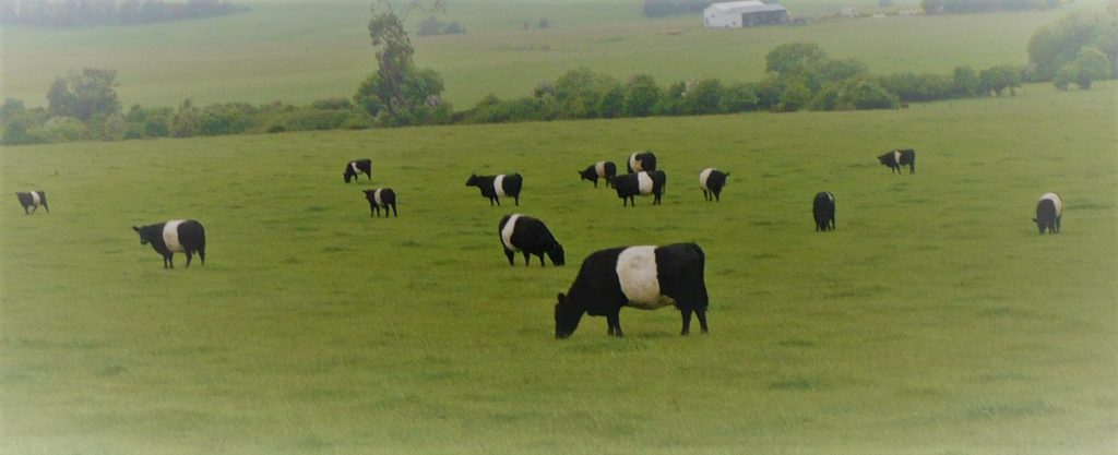 Herd of Belted Galloway