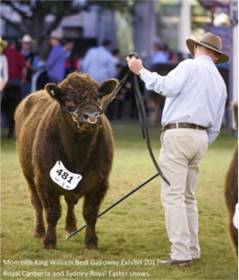 image depicts Award Wining Galloway Bull by Monreith Galloways