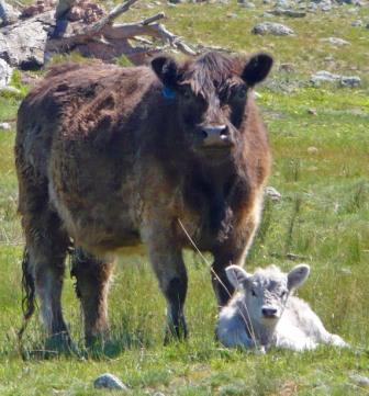 Dun Galloway Cow with Young Silver calf