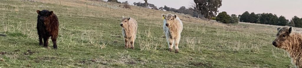 Young Galloway Calves