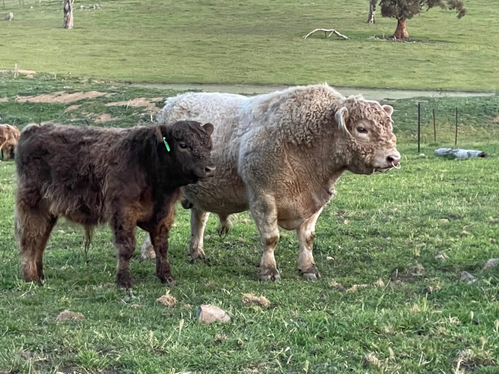 galloway cattle