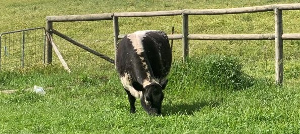 White Galloway Standard – Galloways Australia