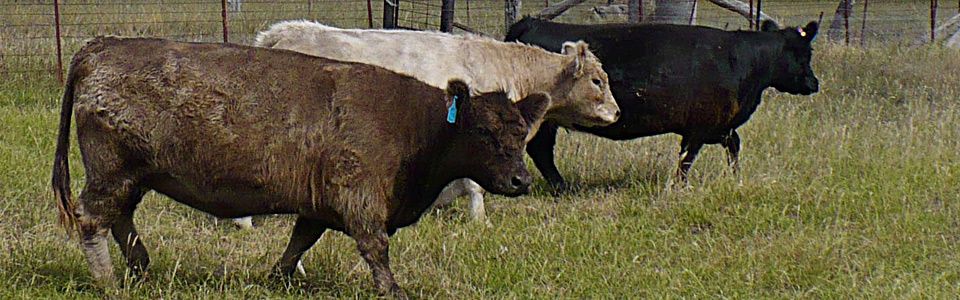 Image of three Galloways Silver, Dun and Black