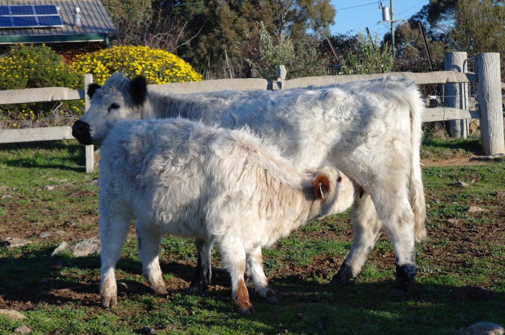 image depicts White Galloway with Red Pointed Calf
