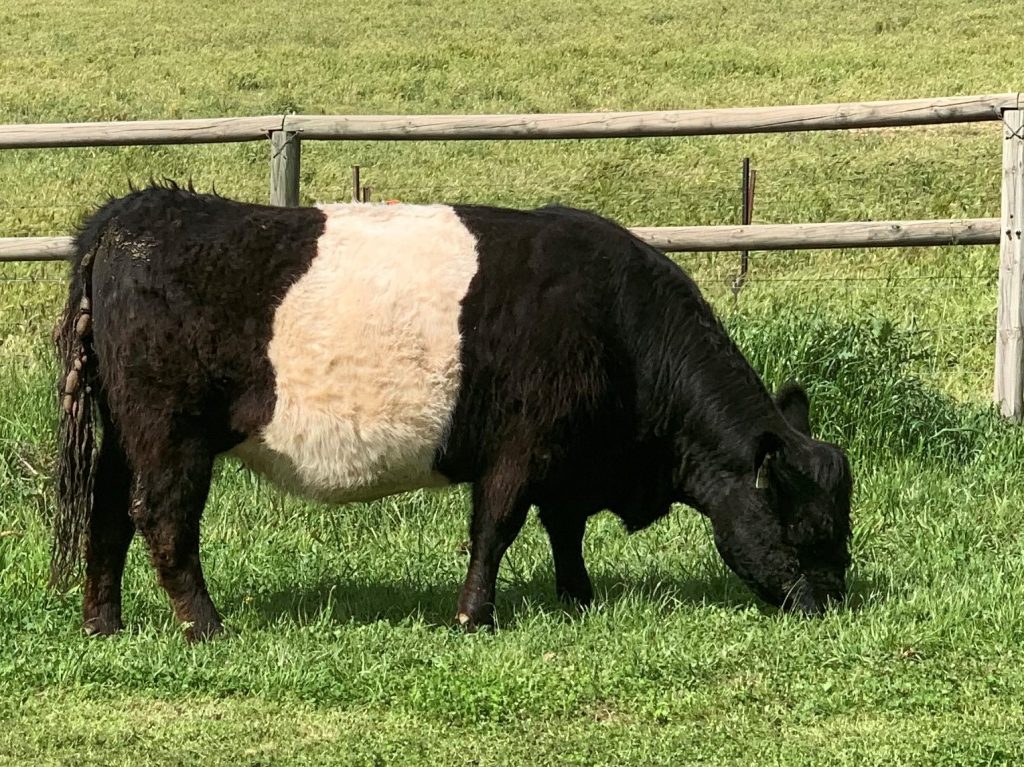 demonstrates a belted galloway cow