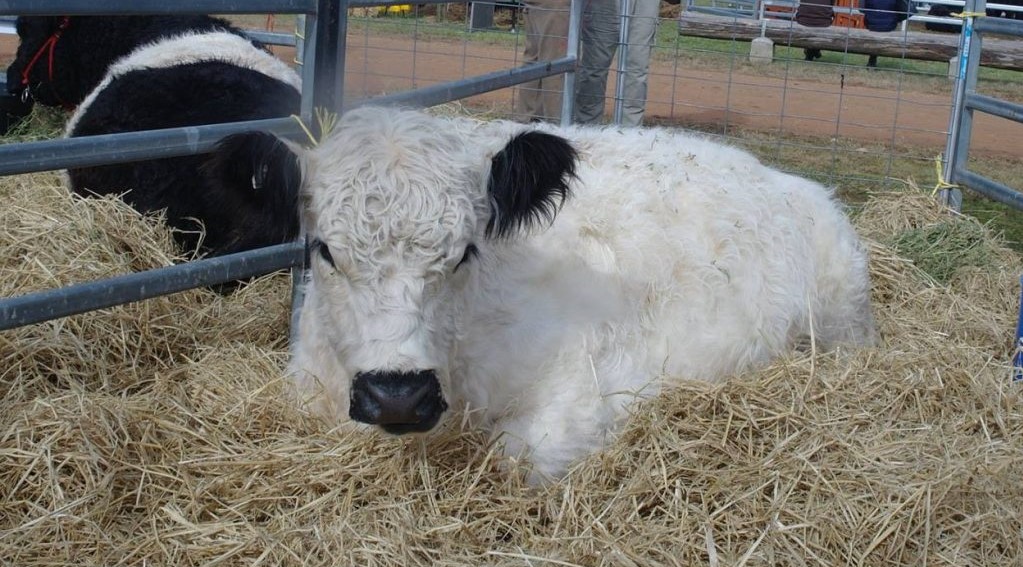Image depicts typical White Galloway with black points
