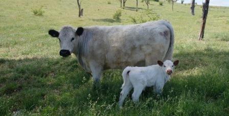 Image depicts White Galloway Cow and Red Pointed Calf