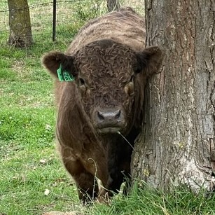 Young Dun Galloway Bull demonstrating Galloway head