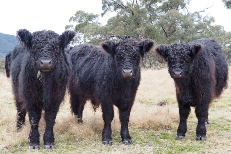 Group of 3 Black Galloway Bulls - Ringwood