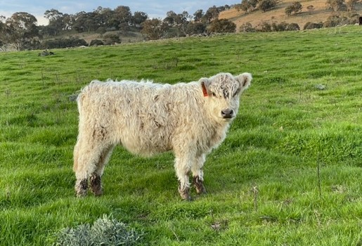 Minto Ginnie a Silver Galloway Calf