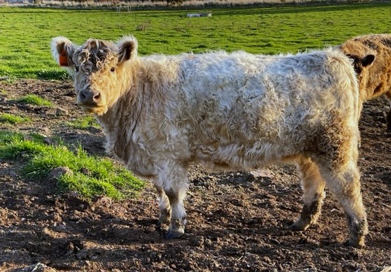 Raven - Silver Galloway Heifer