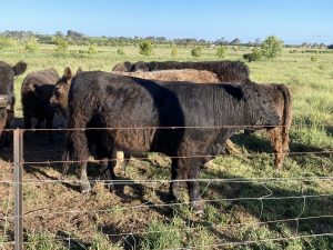 Black Galloway Bull - Monreith