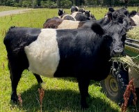 Mogendoura Panda - Image of a Belted Galloway Cow