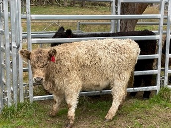 Silver Galloway Heifer for Sale