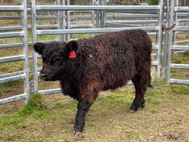 Black Galloway Heifer for Sale