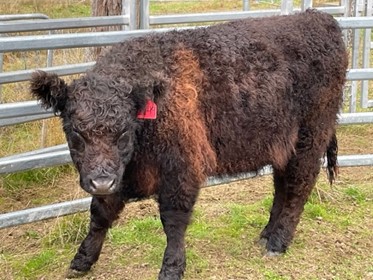 Black Galloway Heifer for sale