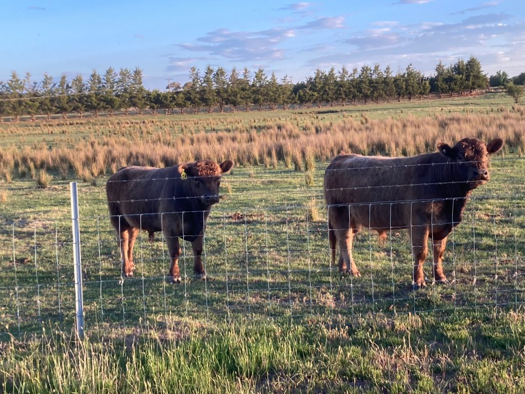 Two Monreith Galloway cattle stud Bulls