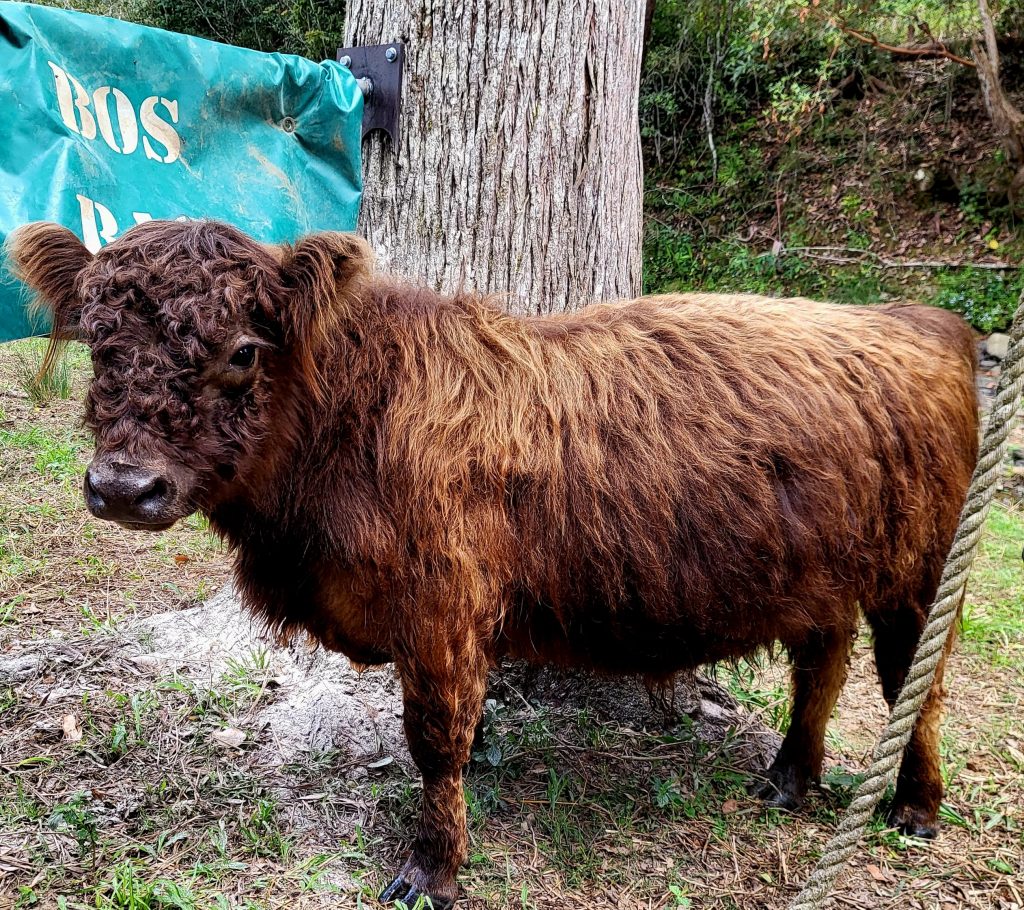 Dun Miniature Galloway heifer