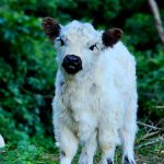 Image of Mountain MiniMoos Version1.1 Shmoo miniature white galloway heifer