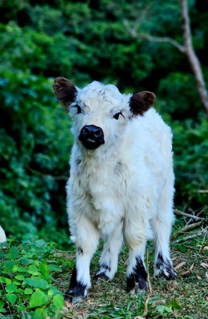 black pointed White Miniature Galloway