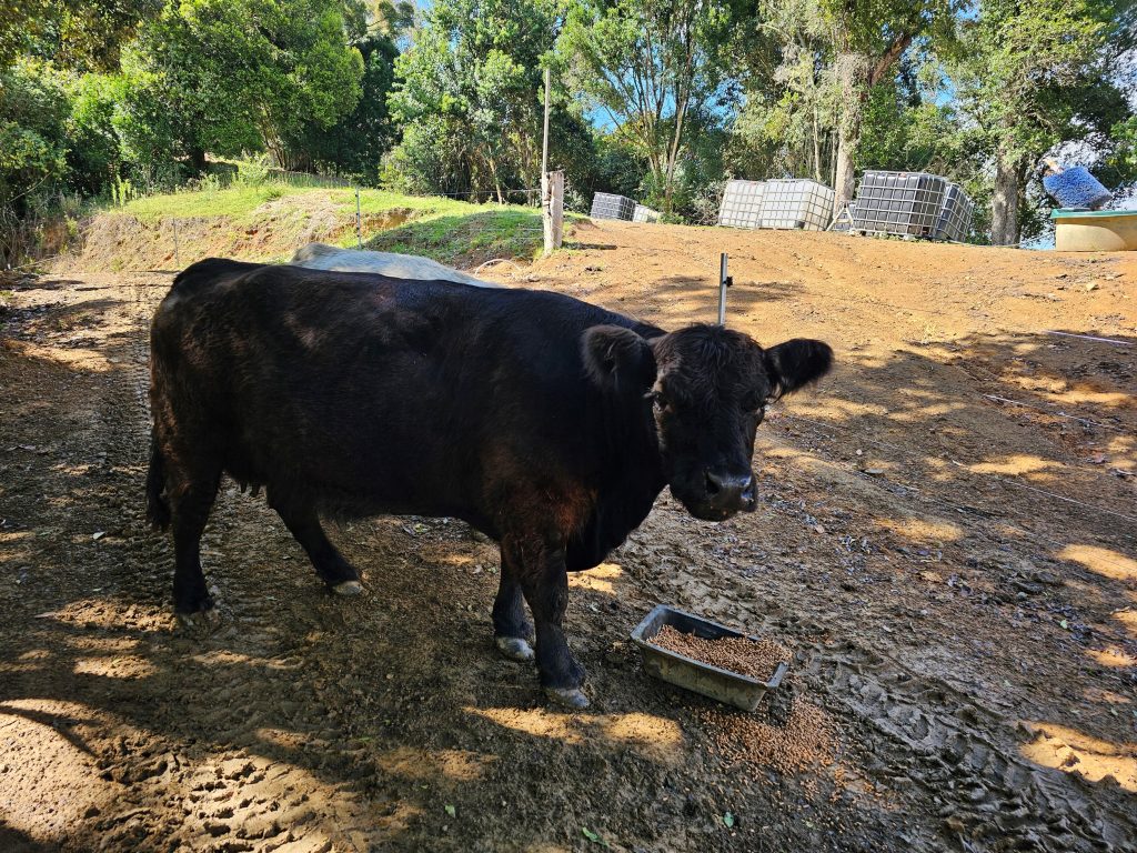 Black Miniature Galloway Cow