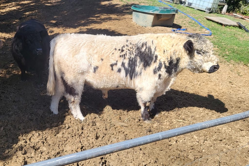 Black Pointed Miniature Galloway Bull