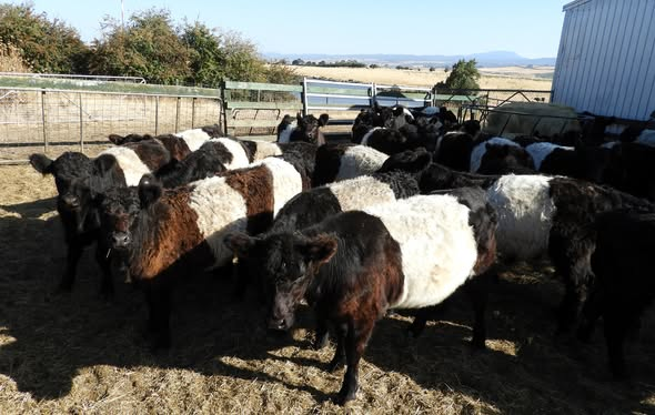 Marananga Belted Galloways - Group of Heifers